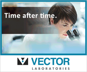 Vectastain banner ad